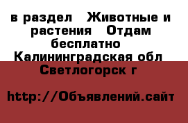  в раздел : Животные и растения » Отдам бесплатно . Калининградская обл.,Светлогорск г.